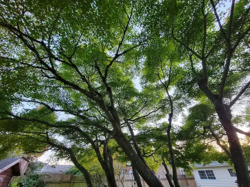 PNW Arbor Care tree service action 7